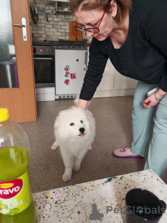 Фото №2 к объявлению №135235 о продаже самоедскую собаку - купить в Австрии частное объявление