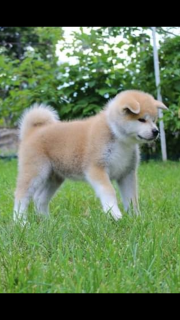 Дополнительные фото: Щенки японской Акита Ину купить собаку щенка КСУ цуценята Акти щенок хатико Акта