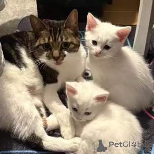 Фото №1. турецкий ван - купить в Байербах за 34150₽. Объявление №167246