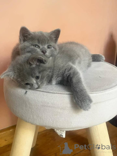 Фото №1. шартрез - купить в Аахен за договорная. Объявление №158803