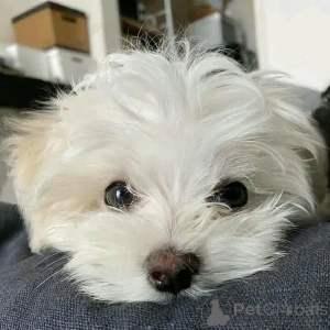 Фото №4. Продажа мальтийскую болонку в Lippstadt частное объявление - цена договорная