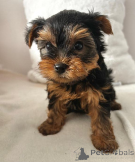 Фото №3. (Йоркшир). Щенки.  Германия