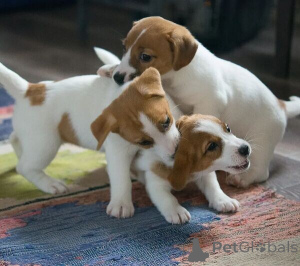 Фото №1. джек-рассел-терьер - купить в Bilefeld за 46384₽. Объявление №149692