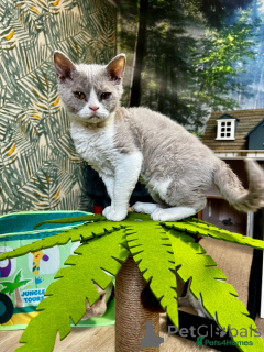 Фото №4. Продам селкирк рекс короткошёрстного в Feldkirch заводчик - цена 22264₽