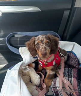 Фото №1. такса - купить в Хельсинки за 46384₽. Объявление №164011