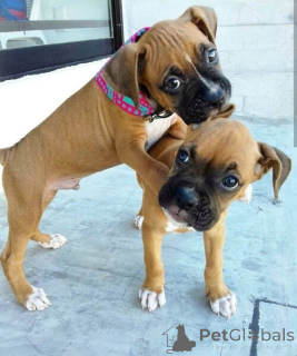 Фото №1. немецкий боксёр - купить в Grevesmühlen за договорная. Объявление №162369