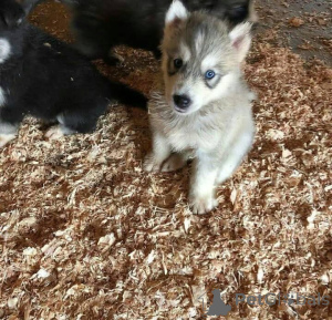 Фото №3. Очаровательные щенки сибирской хаски. Прием депозитов на хранение. У всех.  Греция