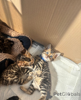 Фото №2 к объявлению №137214 о продаже бенгальская - купить в Германии заводчик