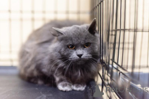 Фото №4. Продам  в Химках из приюта - цена Бесплатно