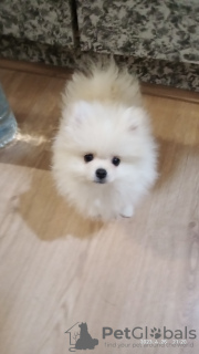 Фото №3. Шпицедетки.  Россия