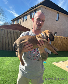 Фото №2 к объявлению №139600 о продаже кане-корсо - купить в Австрии заводчик