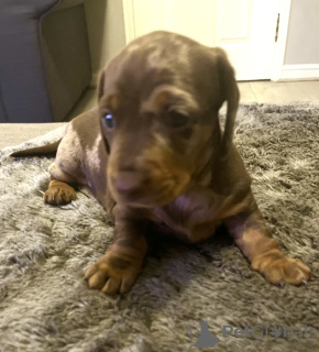 Фото №3. Magnifiques Teckels Pommelés Miniatures enregiestrés au kc.  Германия