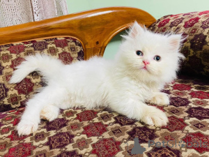 Фото №1.  - купить в Амстеттен за договорная. Объявление №161690