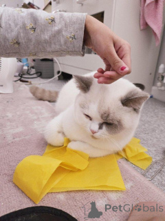 Фото №2 к объявлению №147276 о продаже британская короткошёрстная - купить в Германии 