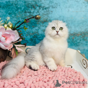 Фото №3. Шотландский вислоухий кот. Украина