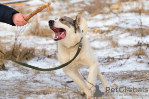 Фото №3. Красавец пёс Манс в Добрые руки.  Россия