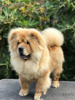 Фото №3. Чоу -чау щенки для продажи! Čau čau štenci na prodaju!.  Сербия