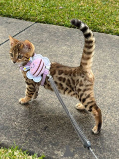 Фото №1.  - купить в Uusimaa за 69575₽. Объявление №152903