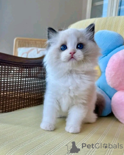 Фото №3. Ragdoll-Kätzchen Zur Усыновление. Германия