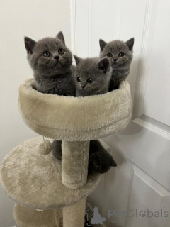 Фото №1. британская длинношёрстная - купить в Роттердам за Бесплатно. Объявление №159206