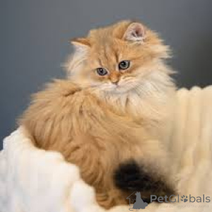 Фото №3. Британский Langhaar-Kätzchen zu verkaufen. Франция