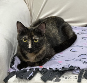 Фото №3. Домашние кошки. Германия