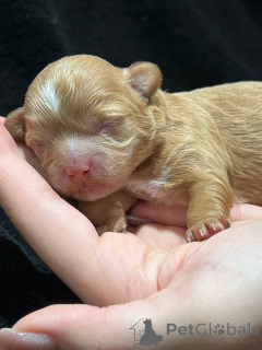 Фото №2 к объявлению №137527 о продаже мальтипу - купить в Узбекистан частное объявление