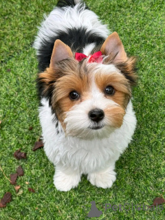 Фото №2 к объявлению №138878 о продаже бивер-йоркширского терьера - купить в Германии частное объявление, заводчик