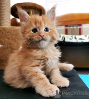 Фото №3. Сука Мейн-кун. Бельгия