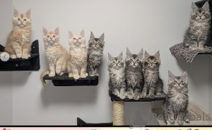 Фото №1. мейн-кун - купить в Хельсинки за договорная. Объявление №165123