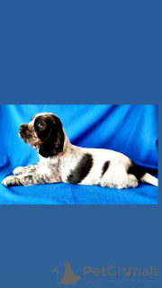 Фото №3. Английский кокер-спаниель продаю.  Беларусь