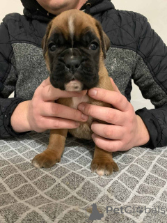 Фото №4. Продажа немецкого боксёра в Белграде  - цена договорная