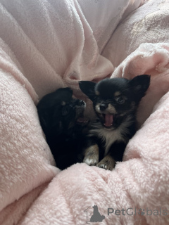 Фото №2 к объявлению №143853 о продаже чихуахуа - купить в США частное объявление