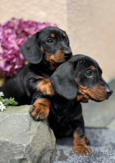 Фото №1. такса - купить в Свободный за 32468₽. Объявление №167373