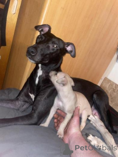 Фото №1. уиппет - купить в Латгалие за договорная. Объявление №160023