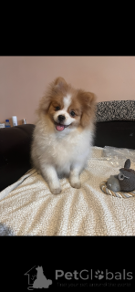 Фото №3. Шпиц на усыновление - 1 кобель и 2 суки..  Франция