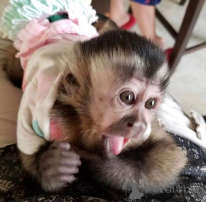 Фото №2 к объявлению №161363 о продаже  - купить в Австралии 