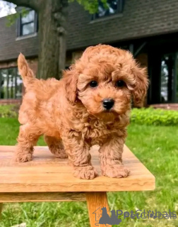 Фото №3. Игрушечные щенки уже доступны.  Словакия