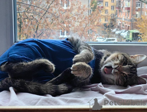 Фото №2 к объявлению №156956 о продаже  - купить в России частное объявление