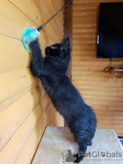 Фото №3. Черный Мейн-Кун, шикарный котёнок с интересным характером. Украина