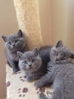 Дополнительные фото: Cute British-shorthair kitten for frr adoption