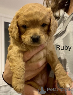 Фото №4. Продажа золотистого ретривера в Алис Спрингс заводчик - цена 40412₽