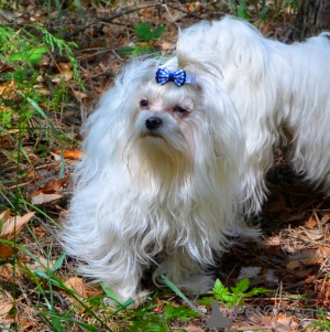 Фото №4. Продажа мальтийскую болонку в Киеве частное объявление - цена 40742₽