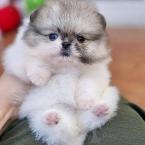 Фото №3. Щенки померанского шпица готовы к переезду в новый дом, мальчик и девочка в.  Дания