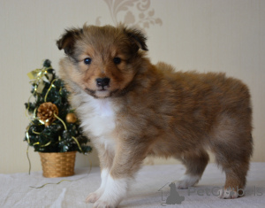 Фото №3. Nataļja Golovane.  Латвия