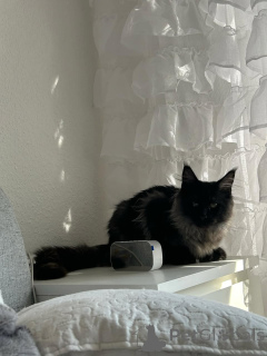 Фото №3. Impresionante Gatito Maine Cooon. Испания