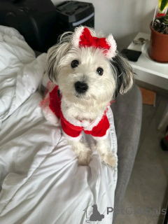 Фото №2 к объявлению №165402 о продаже бишон фризе - купить в Люксембурге частное объявление, заводчик