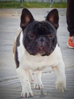 Фото №4. Вязка французского бульдога в  Чехии. Объявление №147244