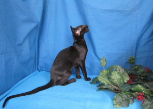 Дополнительные фото: Черная ориентальная кошка в экстремальном типе