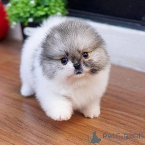 Фото №1.  - купить в Городской ядер за договорная. Объявление №162122